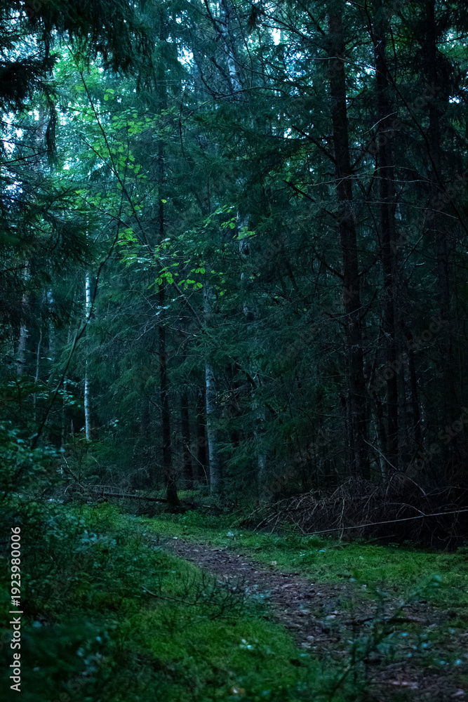 Obraz premium path in the woods