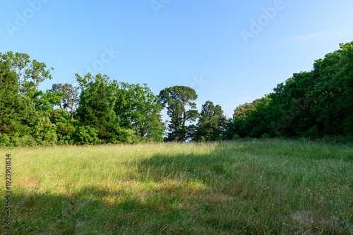 A wide grassy field stretches beneath a clear blue sky, framed by dense green trees and dappled with sunlight on Berder Island. The peaceful scene captures the vibrant textures of wild grass and leafy