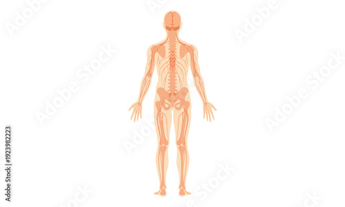 Human Nervous System and Skeleton Anatomy, Posterior View