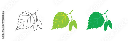Multiple variants of a detailed birch leaf and seeds vector illustration set, featuring black outline, light green, and dark green flat designs for nature education isolated on transparent background.