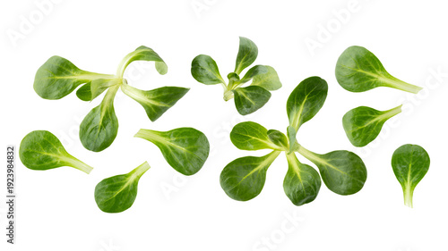 Tableau sur toile Fresh corn or field or lamb lettuce salad leaves flying isolated on white background