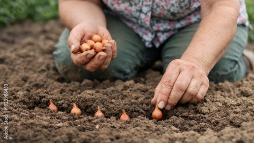 Woman planting onion bulbs in garden soil, close-up hands placing sets in neat row for seasonal vegetable harvest.
