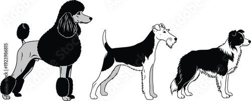 Set of three distinct dog breed vector illustrations including a poodle, wire hair fox terrier, and a border collie silhouette.