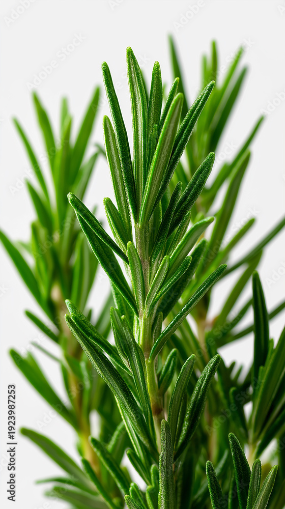 Obraz premium Fresh rosemary sprig isolated on light background in macro detail