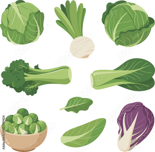 Fresh green vegetables set, flat cartoon vector illustration of cabbage broccoli lettuce spinach organic food isolated on white