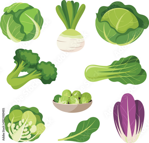 Green vegetables collection, flat cartoon vector illustration of fresh organic cabbage broccoli lettuce spinach turnip isolated on white