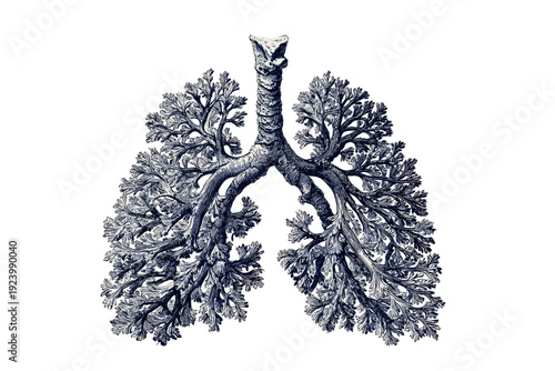 Anatomical illustration of the human lungs showcasing intricate bronchial structure