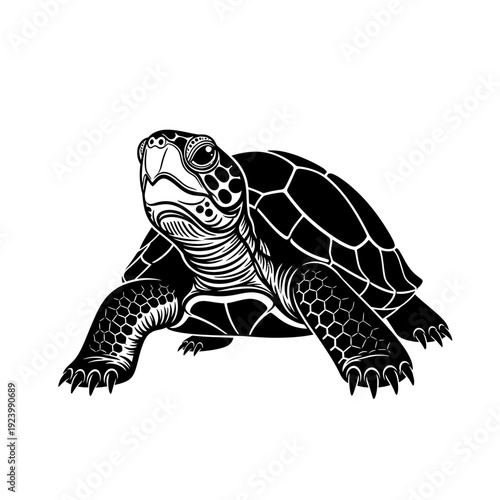 Detailed illustration of a turtle.