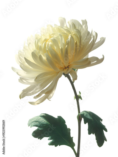 Elegant white chrysanthemum flower with delicate green stem and leaves