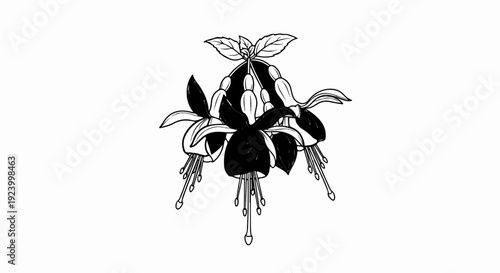 Stylized black and white sketch of dangling fuchsia blossoms with leaves