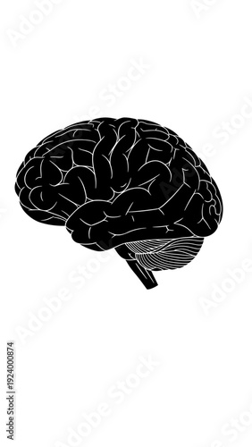 Human Brain Illustration Closeup View.