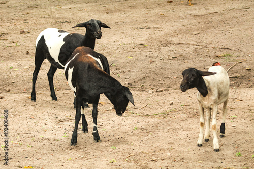Photos Several lambs, with wool spotted black and white, a domesticated ruminant mammal in São Luís, MA, Brazil