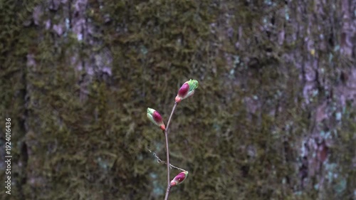 Wallpaper Mural A slender twig bears several crimson-tipped buds beginning to open against a blurred view of a moss-covered trunk. Delicate early spring growth contrasts beautifully with the ancient, textured bark.  Torontodigital.ca