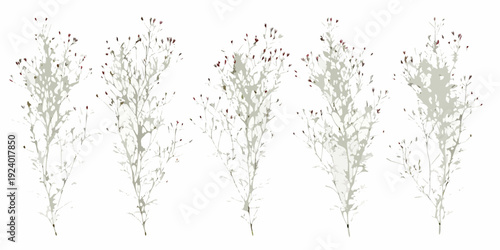 Five delicate wildflower stems with small red and white blossoms