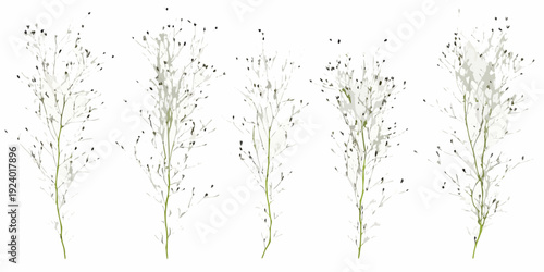 Delicate wildflower stems with tiny buds isolated on a white background