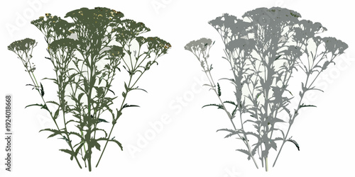 Two arrangements of yarrow flowers one in color and one grayscale