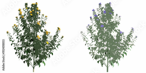 Two flowering shrubs with vibrant yellow and purple blooms isolated on white