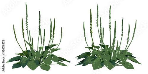 Two clusters of green plantain or similar vegetation on white