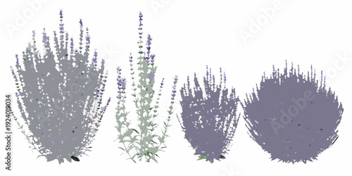 Four arrangements of lavender plants with varying densities and shapes