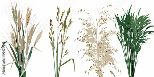 Illustration of various cereal grains and grasses with differing colors