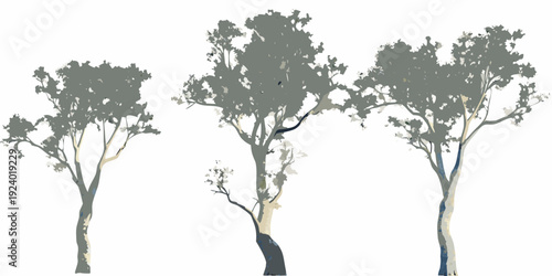 Three eucalyptus trees stand isolated on a plain white background
