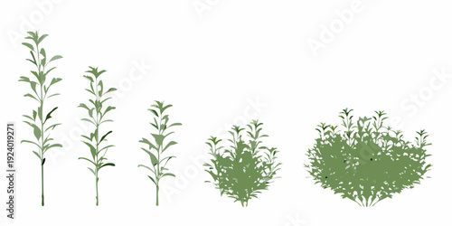 Four different stages of plant growth from seedling to mature bush