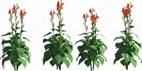 A collection of vibrant red salvia flowers with green foliage