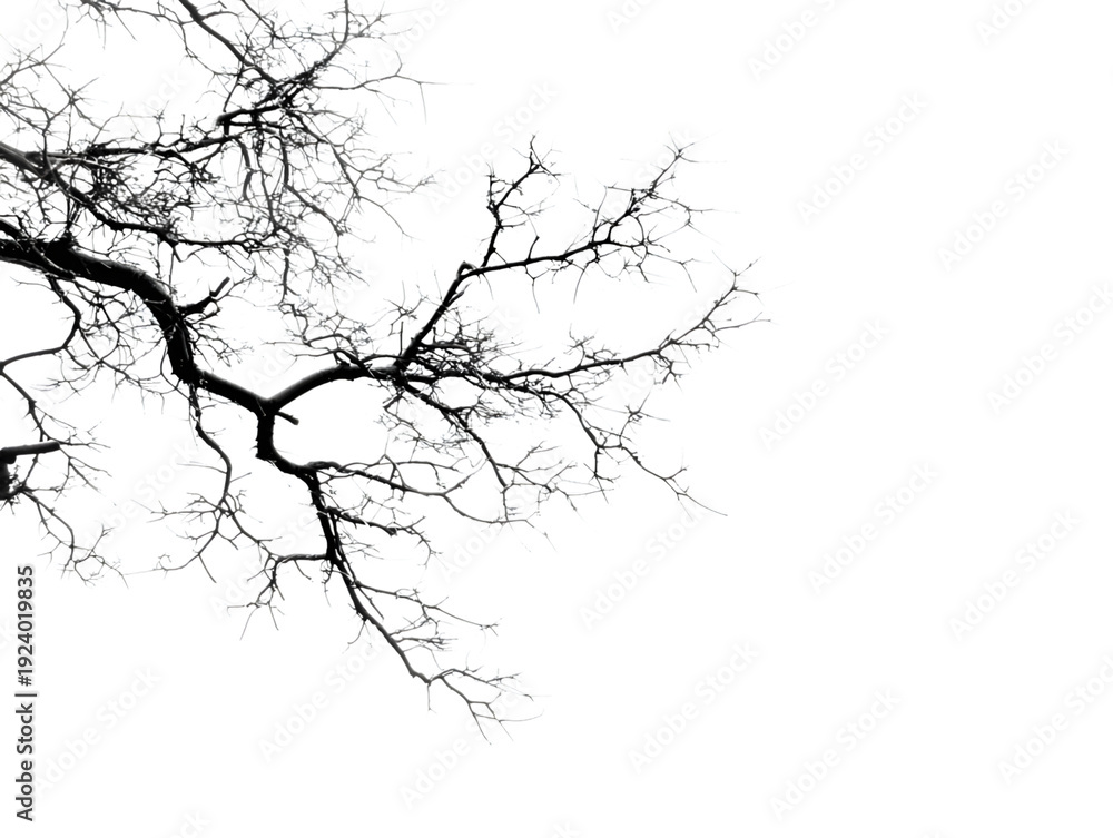 Obraz premium Abstract monochromatic branches forming an intricate network against a plain background