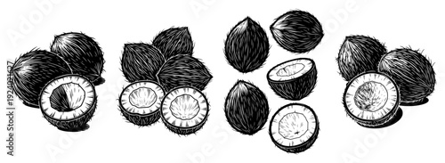 Detailed hand drawn sketches of whole and halved coconuts