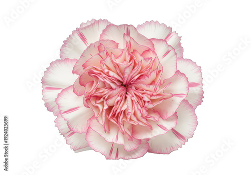 Pink carnation flower bloom close-up with delicate petals isolated on transparent background
