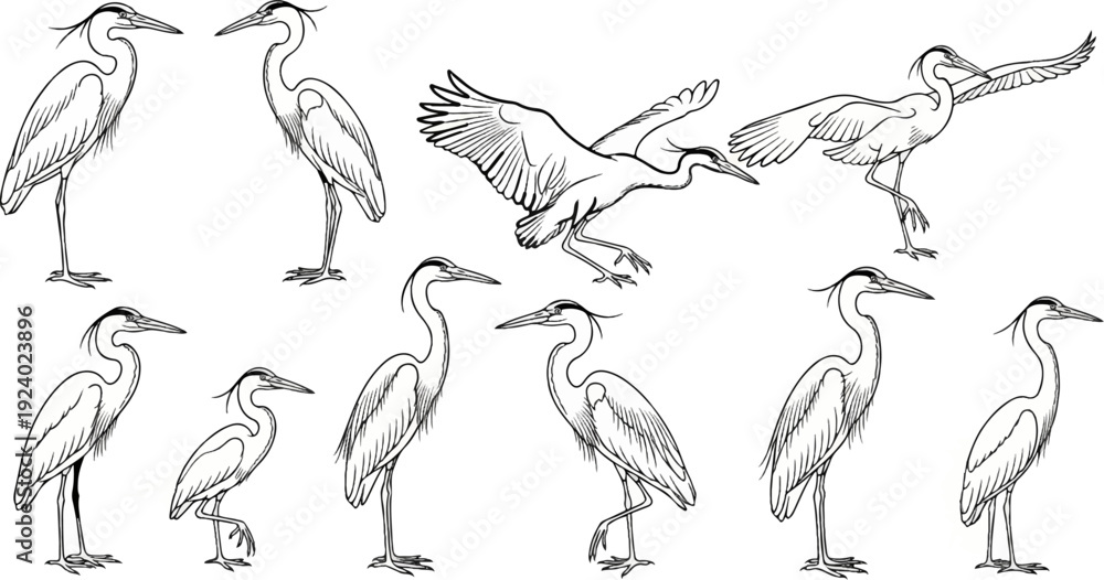 Fototapeta premium Ten sketches of herons in various poses, some standing, some in flight