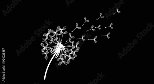 White dandelion fluff dispersing against a stark black background