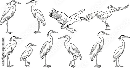 Ten sketches of herons in various poses, some standing, some in flight