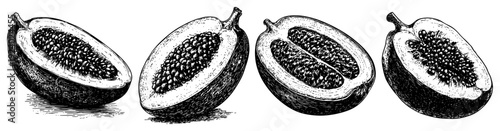 Row of four cut passion fruit halves in vintage engraving style