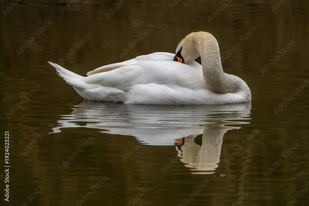 Fototapeta premium Swan on the water.