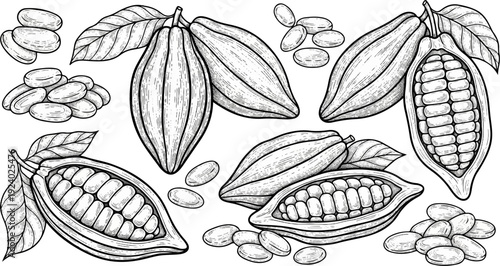Vintage illustration of cacao pods and beans, showing a detailed cross-section