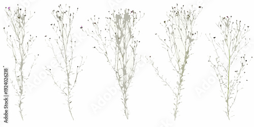 Delicate wildflower stems with small purple buds on a white background