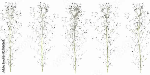 Five delicate wildflower stems with fluffy white seed heads isolated