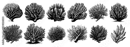 Collection of different coral species in detailed vintage hand drawn engraving style