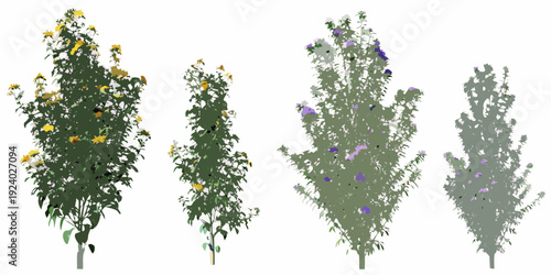 Four blossoming trees with yellow and purple flowers isolated on white