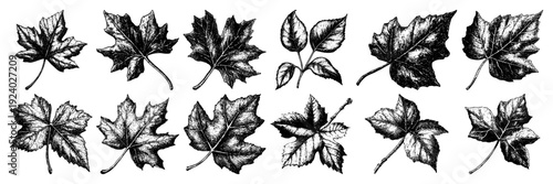 Large collection of vintage hand drawn maple and deciduous tree leaves sketches