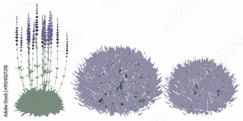Illustration of lavender plants with blooming spikes and rounded foliage