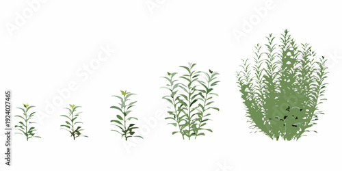 Illustration depicting the growth stages of a small green plant