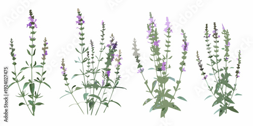 A collection of vibrant purple wildflowers with slender green stems