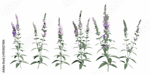 A collection of lavender verbena flower stalks in varying stages of bloom