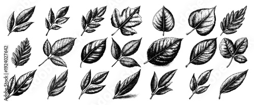 Large set of various tree and plant leaves in detailed vintage engraving style