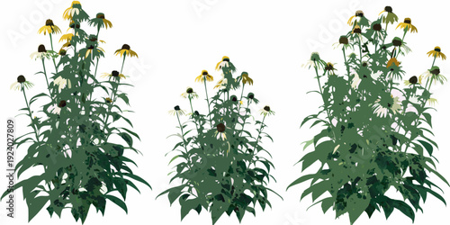 A vibrant illustration of black eyed susan flowers in varying heights
