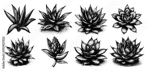 Collection of various succulent and cactus plants in detailed vintage stippled engraving style