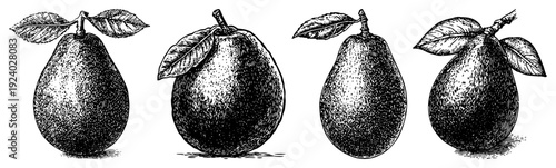 Set of detailed hand drawn avocado fruits with leaves in vintage etching style