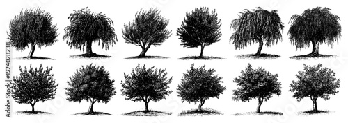 Set of various deciduous and weeping trees in detailed vintage engraving style